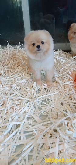 POMERYAN BOO 3