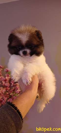 POMERYAN BOO 4