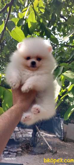 Pomeryan Boo Tcup Orange 3