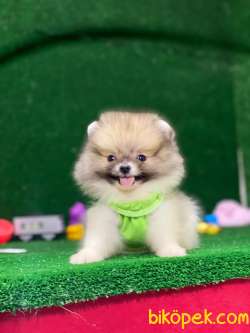Pomeryan Boo Tcup Orange 5