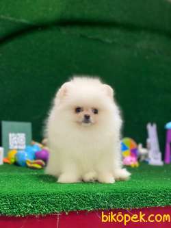 Pomeryan Boo Tcup Orange 4