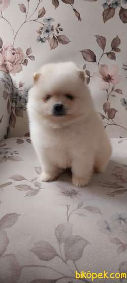 Pomeryan Boo Tcup Orange 2