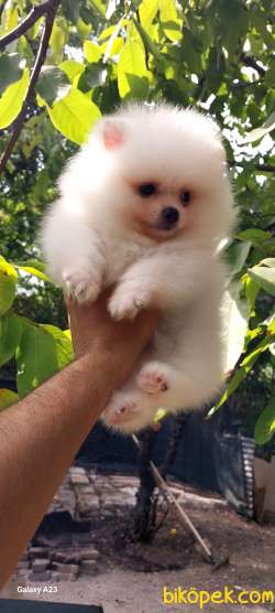 Pomeryan Boo Tcup Orange 1