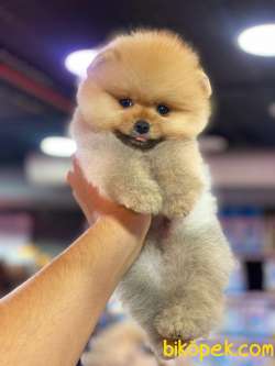 Pomeryan Boo Tcup Yavrularimiz 3