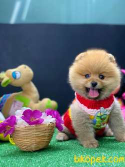 Pomeryan Boo Tcup Yavrularimiz 4