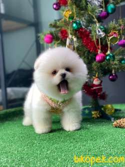 Pomeryan Boo Tcup Yavrularimiz 5