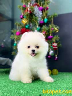 Pomeryan Boo Tcup Yavrularimiz 2