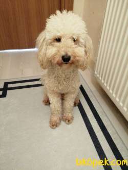 Poodle 1 Yaşında Eğitimli Göşülür 1