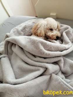 Poodle 1 Yaşında Eğitimli Göşülür 3
