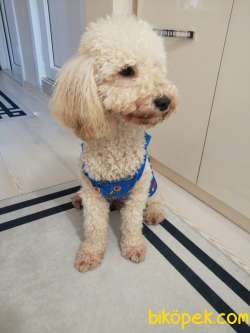 Poodle 1 Yaşında Eğitimli Göşülür 2