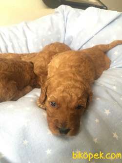 Poodle 3