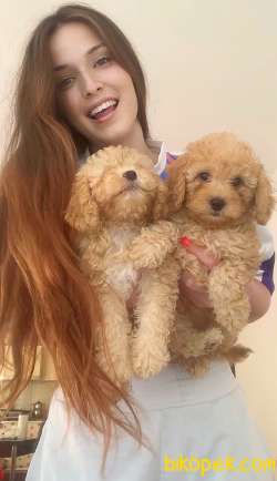POODLE 2