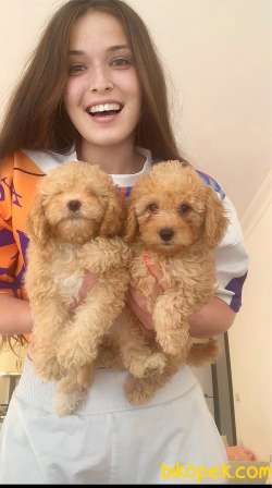POODLE 3