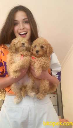 POODLE 1