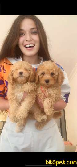 POODLE 4