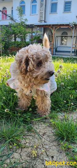 Poodle Aşıları Bitmiş 1
