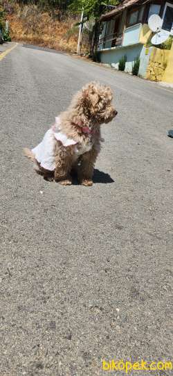 Poodle Aşıları Bitmiş 3