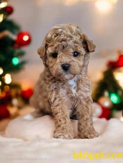 Poodle Aşıları Bitmiş 2