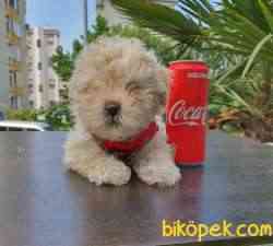 Poodle Ayarında Dişi F1 Maltipoo Yavrum 4