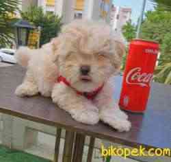 Poodle Ayarında Dişi F1 Maltipoo Yavrum 1