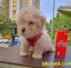 Poodle Ayarında Dişi F1 Maltipoo Yavrum 3