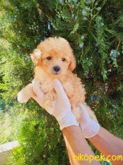 Poodle Ayarında Dişi Maltipoo Yavrum 1