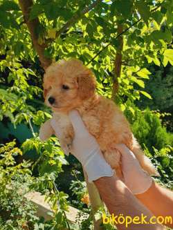 Poodle Ayarında Dişi Maltipoo Yavrum 3