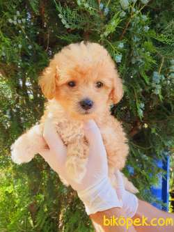 Poodle Ayarında Dişi Maltipoo Yavrum 2