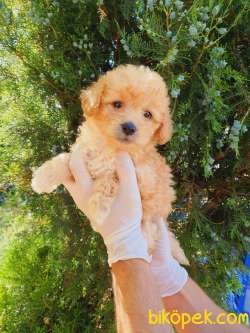 Poodle Ayarında Dişi Maltipoo Yavrum 4