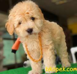 Poodle Ayarında F1 Maltipoo Bebeklerim 3