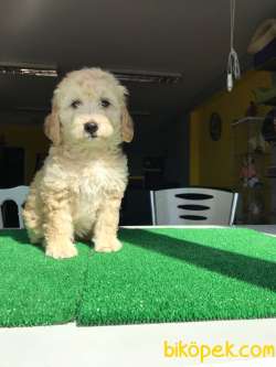 Poodle Ayarında F1 Maltipoo Bebeklerim 1