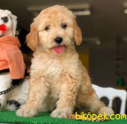 Poodle Ayarında F1 Maltipoo Bebeklerim 2