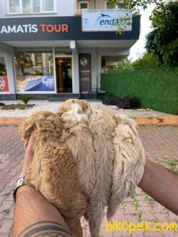 Poodle Ayarında F1 Maltipoo Erkek Yavrularımız 4