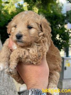 Poodle Ayarında F1 Maltipoo Erkek Yavrularımız 3