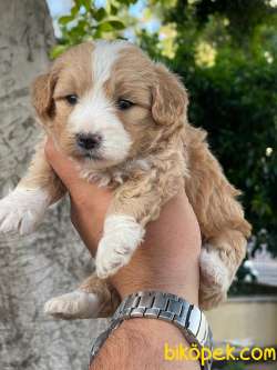 Poodle Ayarında F1 Maltipoo Erkek Yavrularımız 2