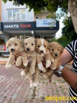 Poodle Ayarında F1 Maltipoo Erkek Yavrularımız 1