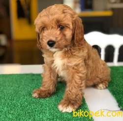 Poodle Ayarında Maltipoo Yavrularım 3