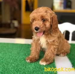 Poodle Ayarında Maltipoo Yavrularım 2