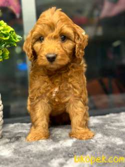 Poodle Ayarında Turuncu Maltipoo Bebeklerimiz 3