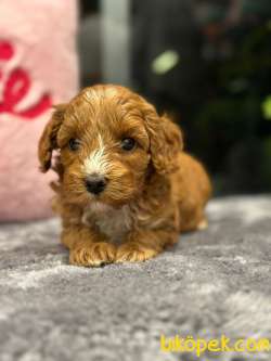 Poodle Ayarında Turuncu Maltipoo Bebeklerimiz 2