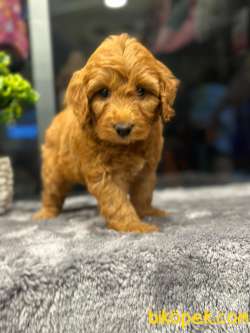 Poodle Ayarında Turuncu Maltipoo Bebeklerimiz 1