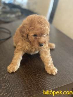 POODLE BABY 2
