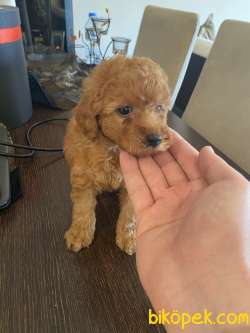 POODLE BABY 3