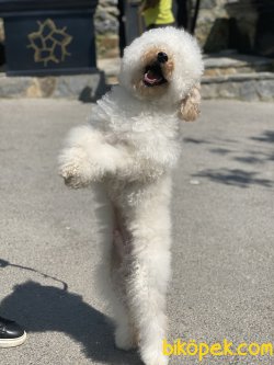 Poodle Bebeğimiz Barnie Eğitimli 2