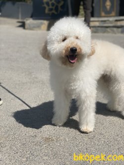 Poodle Bebeğimiz Barnie Eğitimli 3