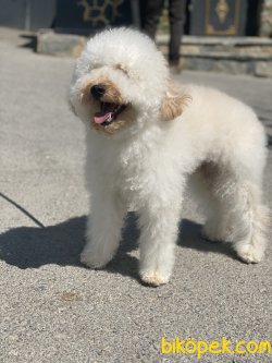 Poodle Bebeğimiz Barnie Eğitimli 1