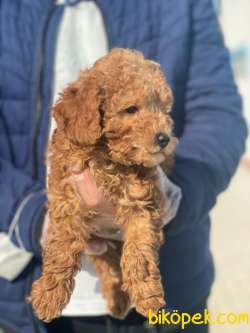 POODLE BEBEK PASAPORTLU 1