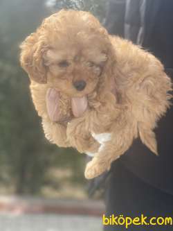 POODLE BEBEKLER 2