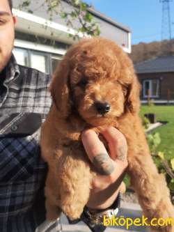 POODLE BEBEKLERİ AŞILARI TAM 3