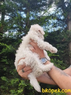 Poodle Bebeklerimiz 2